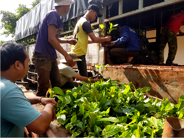 Hội Nông dân thị trấn Krông Năng hỗ trợ giống cây cà phê cho Đồng bào dân tộc thiểu số tại chỗ trên địa bàn